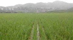 土壤養(yǎng)分速測儀如何分析肥力變化？